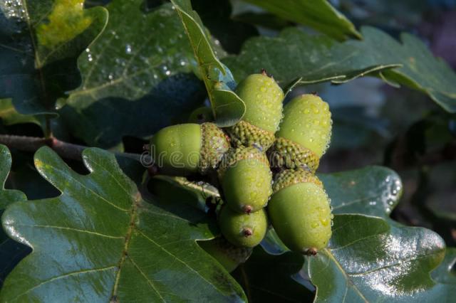 closeup-acorns-oak-quercus-robur-l-unripe-green-nuts-branch-rain-76341645