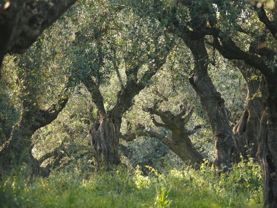 greece-olive-grove-olive-trees-old_u-l-q11z0zt0
